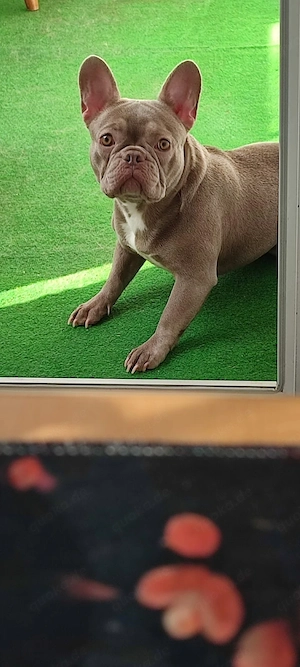 Französische Bulldogge