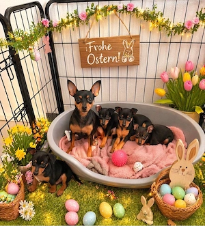 Zwergpinscher letzter Rüde sofort Abgabe bereit