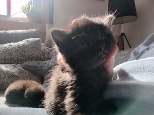 Katzenbabys ab Anfang July 