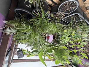 Palmen aller Größen & Bananenstauden zu verkaufen 