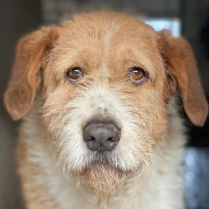 Yvaine, geb. ca. 05 2024, lebt in GRIECHENLAND, im städt. Tierheim Serres