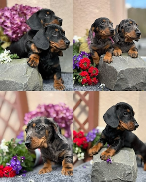 Wunderschöne Exzellente Dackel Welpen Zwergdackel  Bild 4