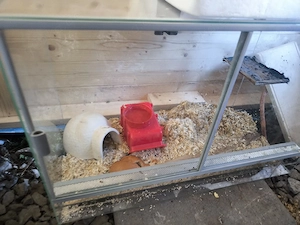 Weiße Mäuse Maus  inklusive Terrarien