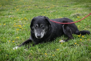 *ROLFI* - etwas Gartenland bei seiner Wohnung und er ist zufrieden