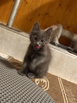 Süße Kitten suchen ein liebevolles Zuhause