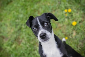 *HUBSI* - ein lebhafter und verspielter Welpe