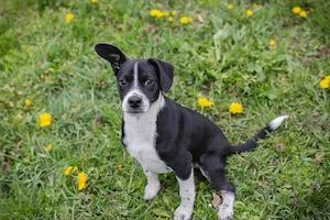 *HUBSI* - ein lebhafter und verspielter Welpe