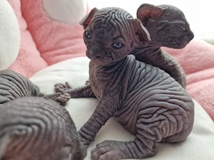 Sphynx Kitten 