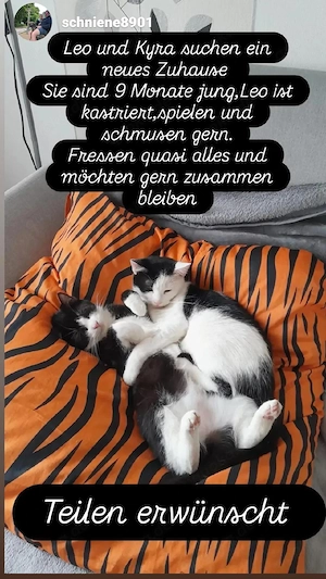 Leo und Kyra suchen ein neues Zuhause 