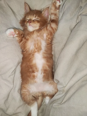 2 Rote sind noch frei von 4 wunderschönen reinrassige Maine coon kitten 