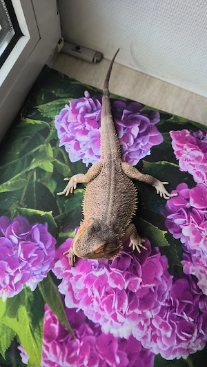 Bartagamen männchen aus Notfall-Aufnahme   Reptilien   Echsen   Wüste   Terrarium  Bild 6
