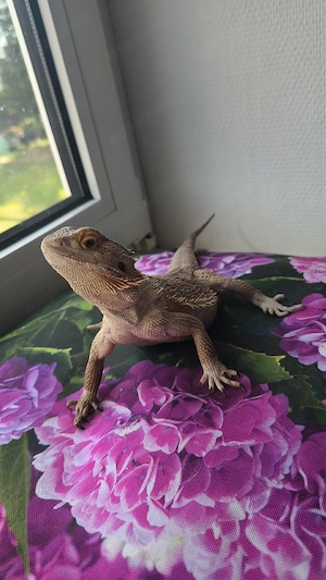 Bartagamen männchen aus Notfall-Aufnahme   Reptilien   Echsen   Wüste   Terrarium  Bild 2