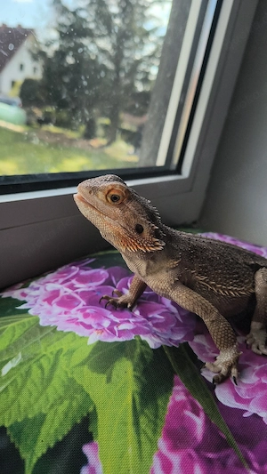 Bartagamen männchen aus Notfall-Aufnahme   Reptilien   Echsen   Wüste   Terrarium  Bild 4