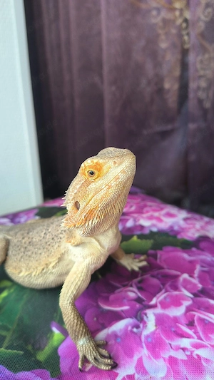Bartagamen männchen aus Notfall-Aufnahme   Reptilien   Echsen   Wüste   Terrarium  Bild 3