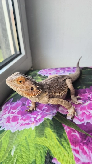 Bartagamen männchen aus Notfall-Aufnahme   Reptilien   Echsen   Wüste   Terrarium  Bild 5