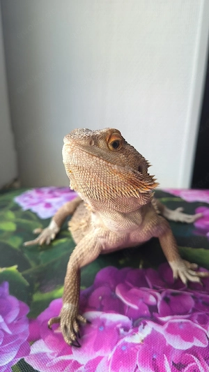 Bartagamen männchen aus Notfall-Aufnahme   Reptilien   Echsen   Wüste   Terrarium 