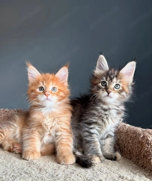 Männliche und weibliche Maine-Coon-Kätzchen suchen verantwortungsvolle Zuhause ab.