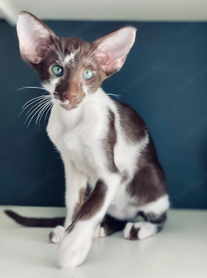 Wunderschöne Orientalische Kurzhaar Lola