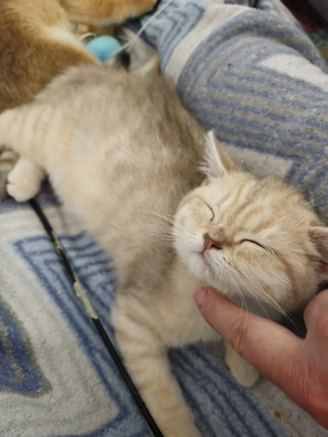 wunderschöner creme tabby, Kater geimpft