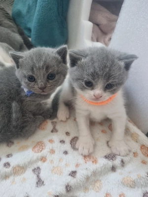 Reinrassig BKH -Kitten Katzenbabys 2 von 5