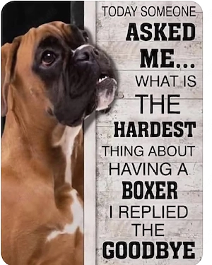 Suche einen Boxer 
