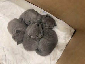 Britische Kätzchen suchen ein liebevolles Zuhause 