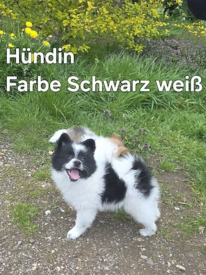 Wunderschön Welpe Zwergspitz (Pomeranian )