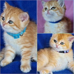 Bkh Kitten mit Stammbaum 