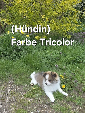 Wunderschön Welpe Zwergspitz (Pomeranian )