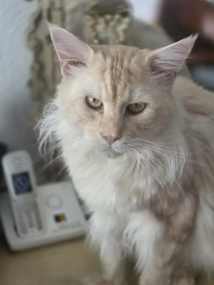 Wunderschöner Maine Coon Kater 
