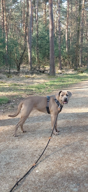 Cane Corso Hündin Formentino 