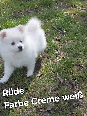 Wunderschön Welpe Zwergspitz (Pomeranian )