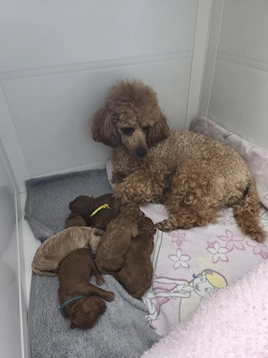 Toy- Zwergpudel Welpe