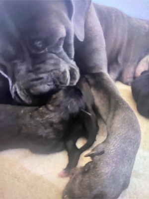 Cane Corse Mix Welpen zu verkaufen!