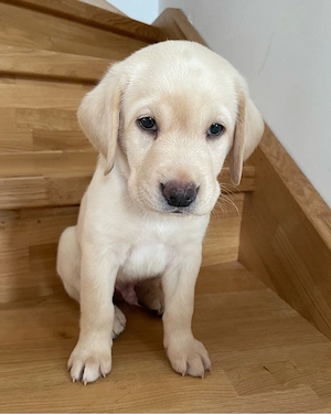 Reinrassige Labradorwelpen zu verkaufen