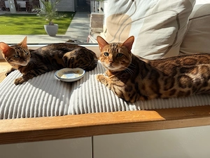    Süße Kitten suchen ein liebevolles Zuhause   