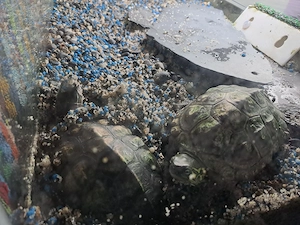 2wasserschildkröten