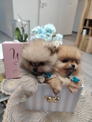 Süße Pomerain Rüden