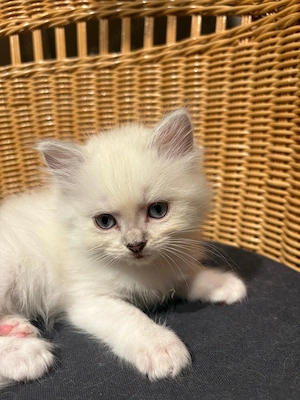 Persisch-Ragdoll mix 