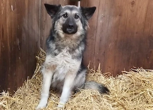  Timo sucht ein Zuhause in ruhiger Umgebung