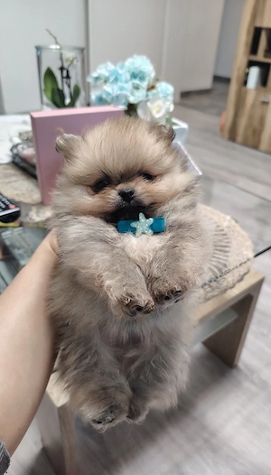 Süße Pomerain Rüden