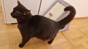 Britisch Kurzhaar Kater 1jahr alt 