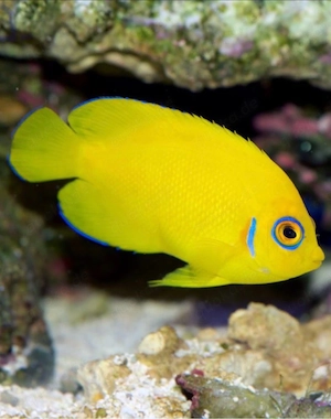 Zitronenzwergkaiserfisch Centropyge flavissima