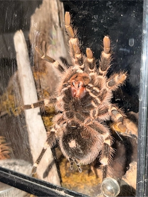 Acanthoscurria geniculata (Brasilianische Weißknie-Vogelspinne) 