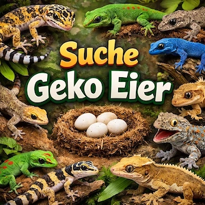 Suche Geko Eier