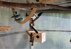 7 Katharinasittiche in blau auch ZP