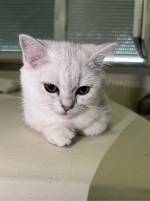Reinrassige BKH Silver Shaded Kitten suchen ein liebevolles zuhause Bild 2