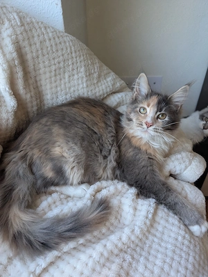 Wunderschöne Reinrassige Typvolle Maine Coon Katze Kitten mit Stammbaum sehr lieb und hundeerfahren