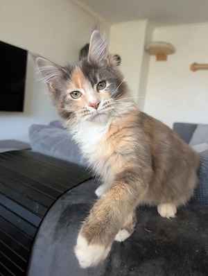 Wunderschöne Reinrassige Typvolle Maine Coon Katze Kitten mit Stammbaum sehr lieb und hundeerfahren