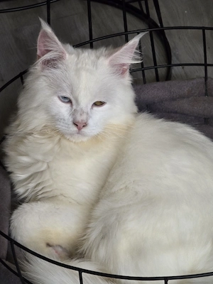 Maine coon Kater   Sucht ein neues Zuhause 